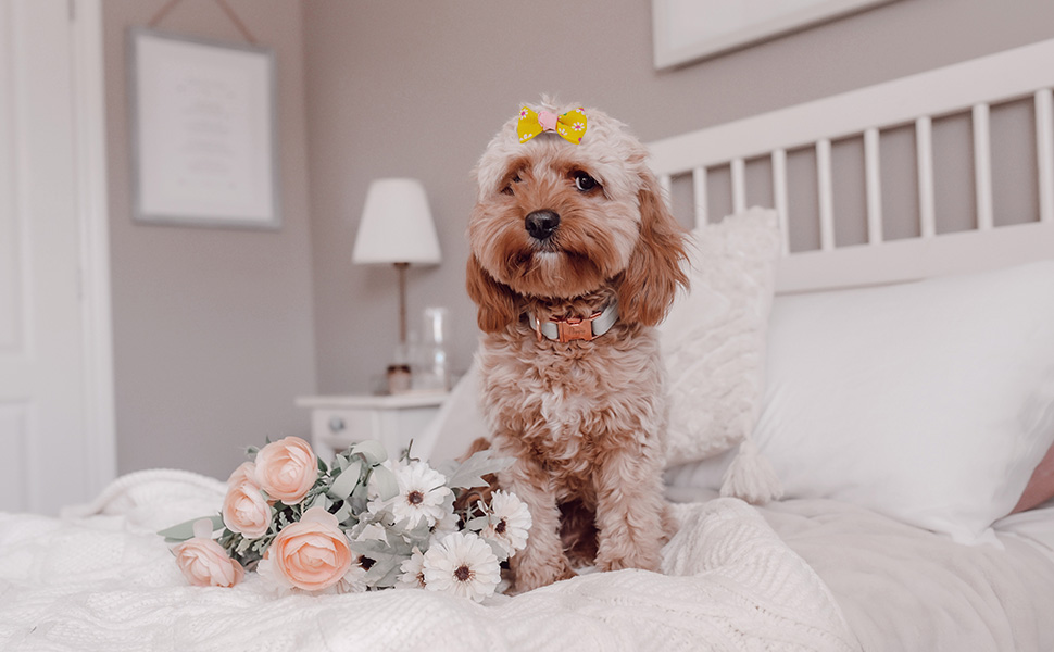 dog bows