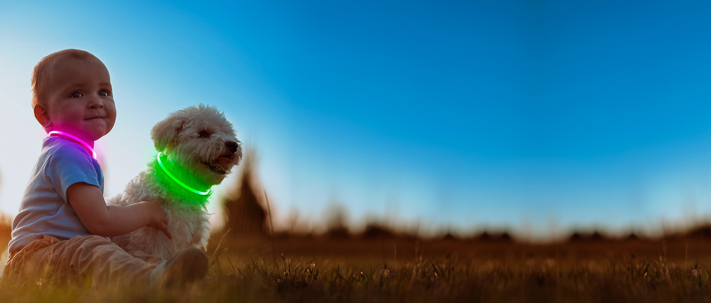 led Dog Collar for Dog