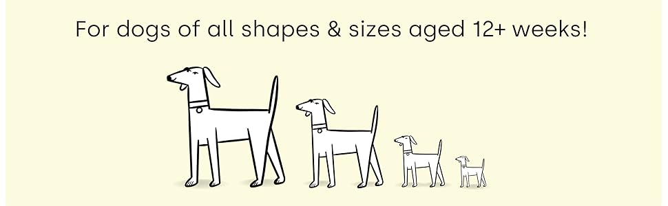 Dogs of all shapes and sizes