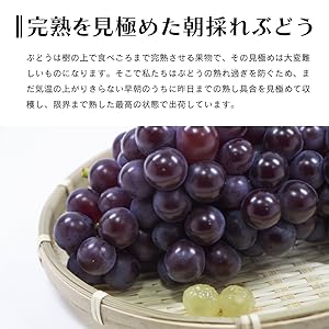 Amazon.co.jp: B-TOPAZ ぶどう ブドウ 2025年産 青森県産 完熟