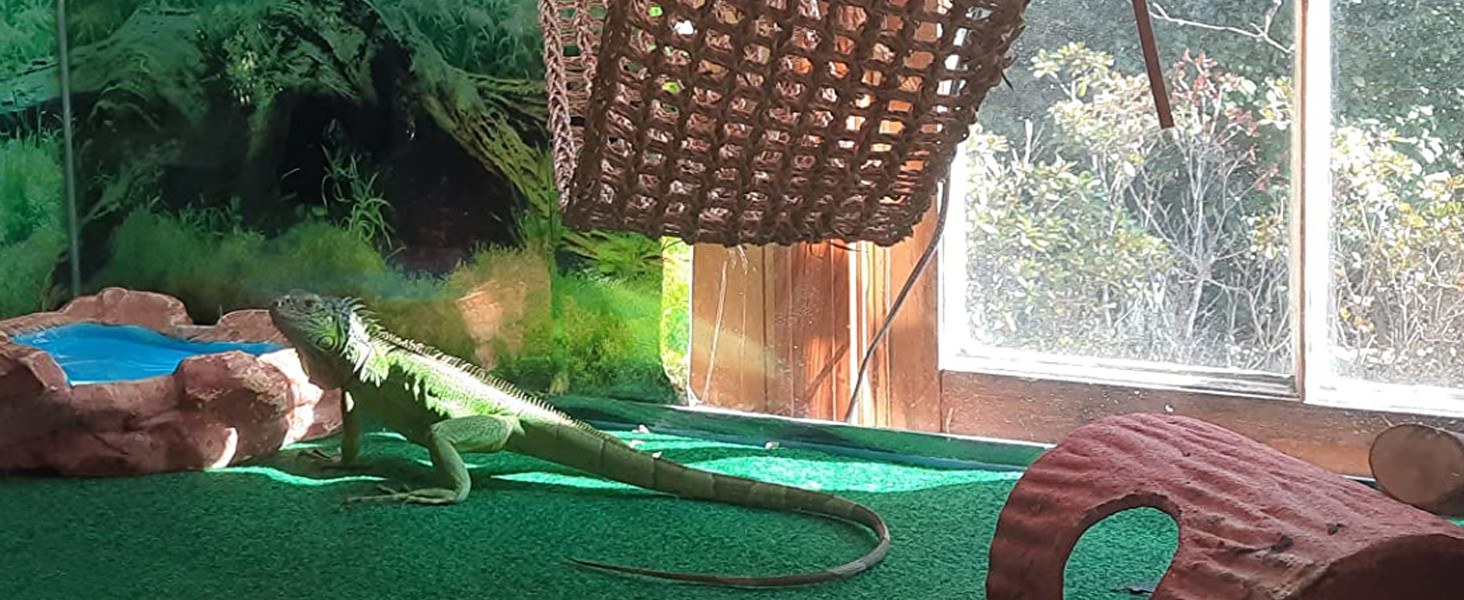 Bearded Dragon carpet