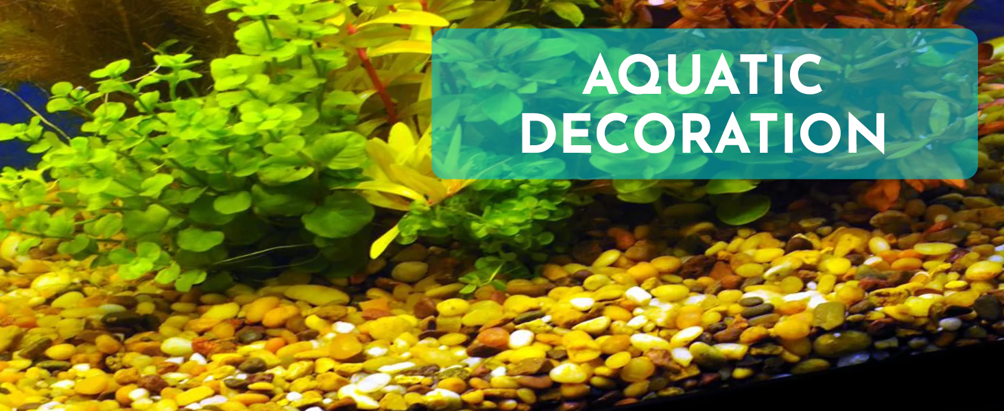 Decorative Plant