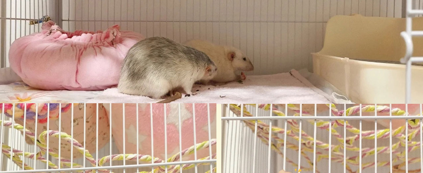 bird climbing rope net