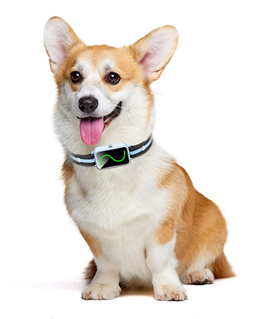 e collar dogs