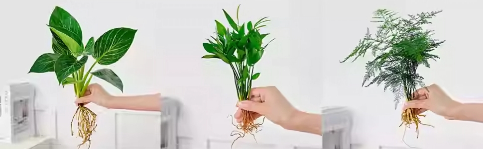 Aquarium Plant Holder