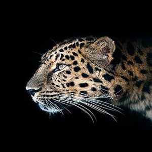 C947930f 4cba 4f63 B509 413c3647ac6a. CR1,0,533,533 PT0 SX300 V1