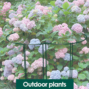 peony cages and supports