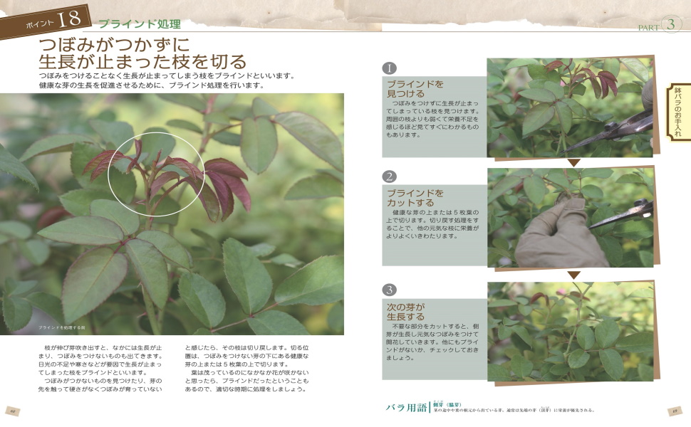 はじめての鉢バラ 育て方の基本がわかる本 鉢でバラを美しく咲かせるポイント コツがわかる本 後藤 みどり 本 通販 Amazon はじめての鉢バラ 育て方の基本がわかる本 鉢でバラを美しく咲かせるポイント コツがわかる本 後藤 みどり 本 通販 Amazon