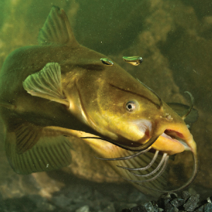 Clear pond without weeds