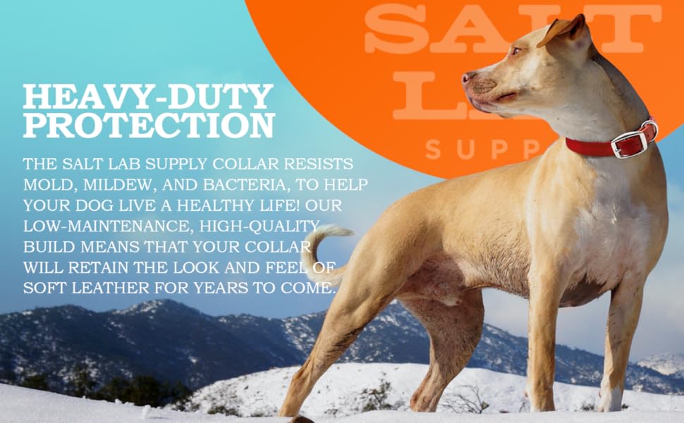 Salt Lab Supply Waterproof Dog Collars Heavy Duty