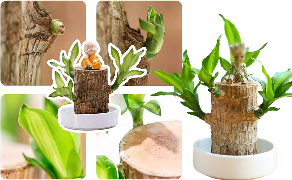 LABIXU Brazil Lucky Wood, Brazilian Lucky Bamboo Wood