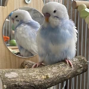 Zwei hellblaue Sittiche sitzen zusammen auf einem Holzzweig und zeigen liebevolles Verhalten.