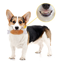 8 Pack Puppy Toys,Dog Squeaky Toys,Small Dog Interactive Teething Plush Soft Chew Toy,Fruit Vegetable Animals Interacting Pet Teddy Toy, Dog Companion Puppy Accessories for Puppies Small Medium Dogs 15 Soft Chew Toy