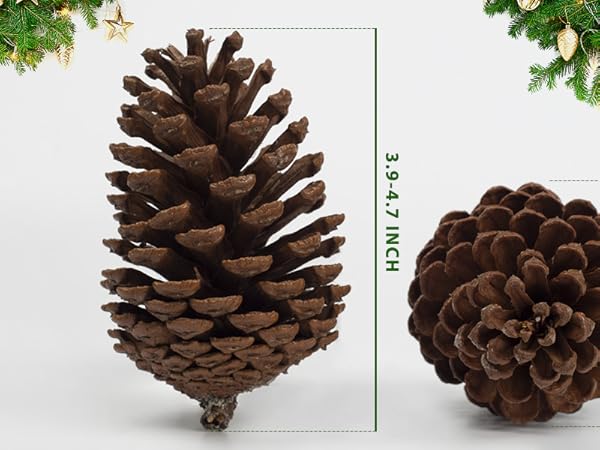 Natural Larger PineCones 