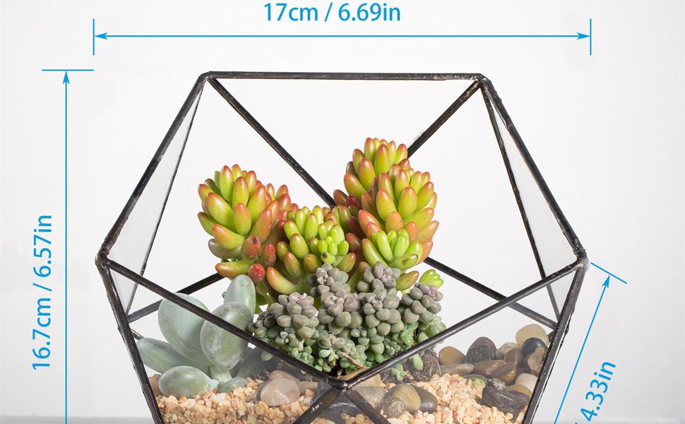 Succulent Plant Cacti Fern Flower Pot