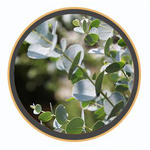 Eucalyptus Oil
