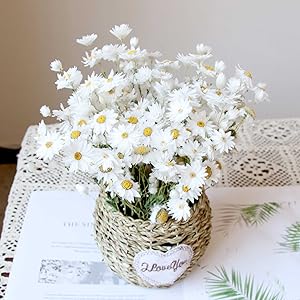 Dried Daisy White Flowers,250+ Real Chrysanthemum Rhodanthe Daisies Flower  Head Length 17'' Gerber Daisies for vase, Bouquet, Flower Arrangements,Gift