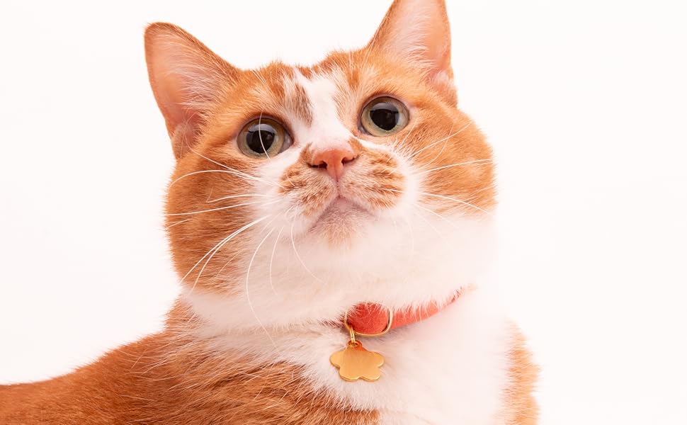 Amazon | ぽぽねこ ウルトラストレッチ猫首輪 無地 セイフティ