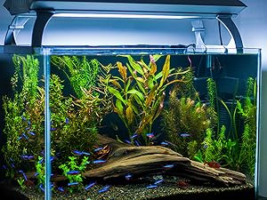 Planted Tank (Freshwater)