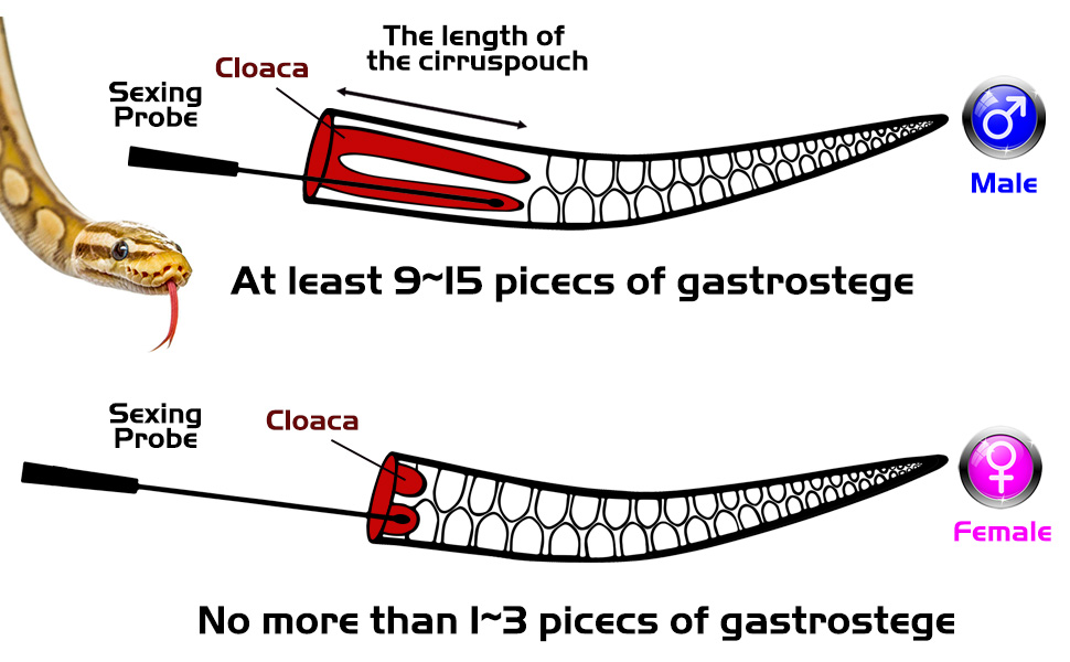 Antidious Snake Probes Kit，Snake Sexing Probing Gender Probes with Round Tip and