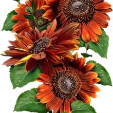 Velvet Queen sunflower seeds for planting growing gardening sowing sewing to plant grow sow sew