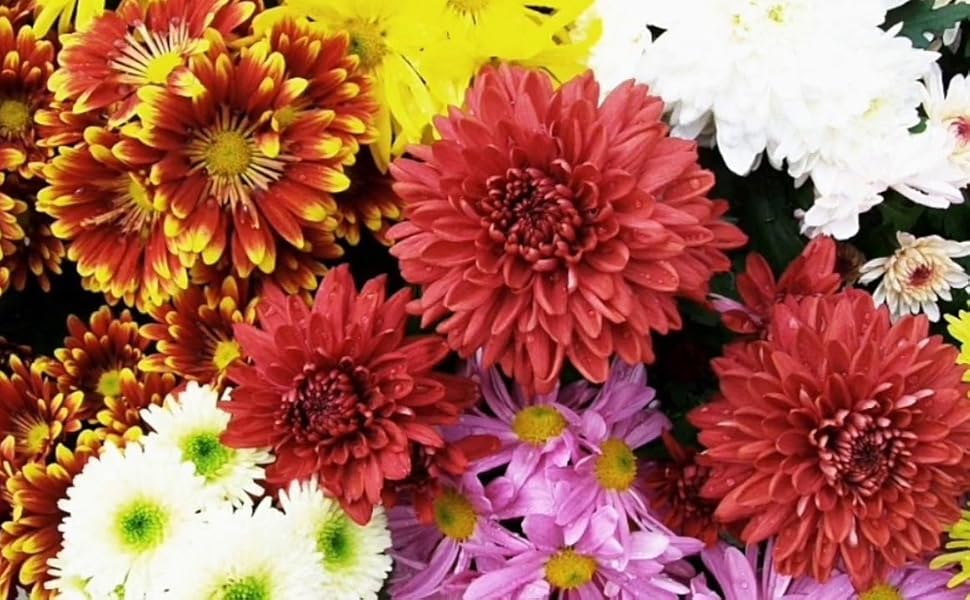 Vindhya ™ Guldawari/Chandramallika/Lilac/Guledawoodi /शतपत्री /नसरीन