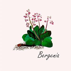 chaga bergenia by baikal tea