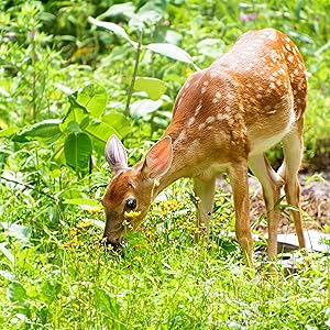 plantskydd deer repellent hanging deer repellant best deer repellent granular granules deer repeller