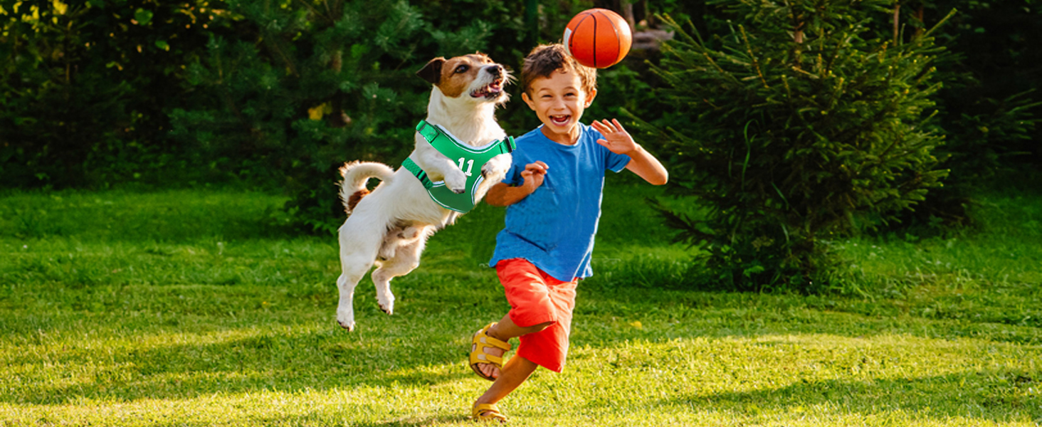 dog leash and harness for small dogs