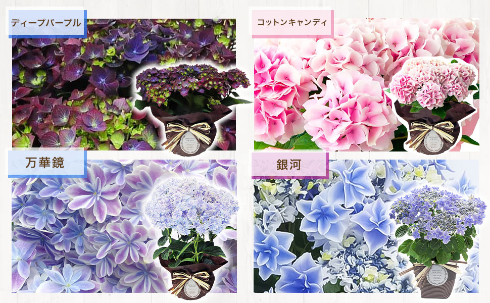 7年度★北海道産★アジサイ・大量160サイズ箱 一杯 ヘッド大小105個位前後 7年度☆北海道産☆アジサイ・ドライフラワー・大量160サイズ箱