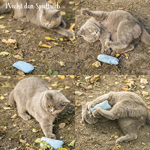 A fluffy grey cat is playing and cuddling with a blue Pretty Kitty catnip cat on the ground