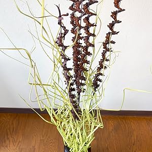 ナチュラルデコレーション用枝物と花瓶 枝」のサブスクや無人販売所が人気 枝用花器のヒットがきっかけ