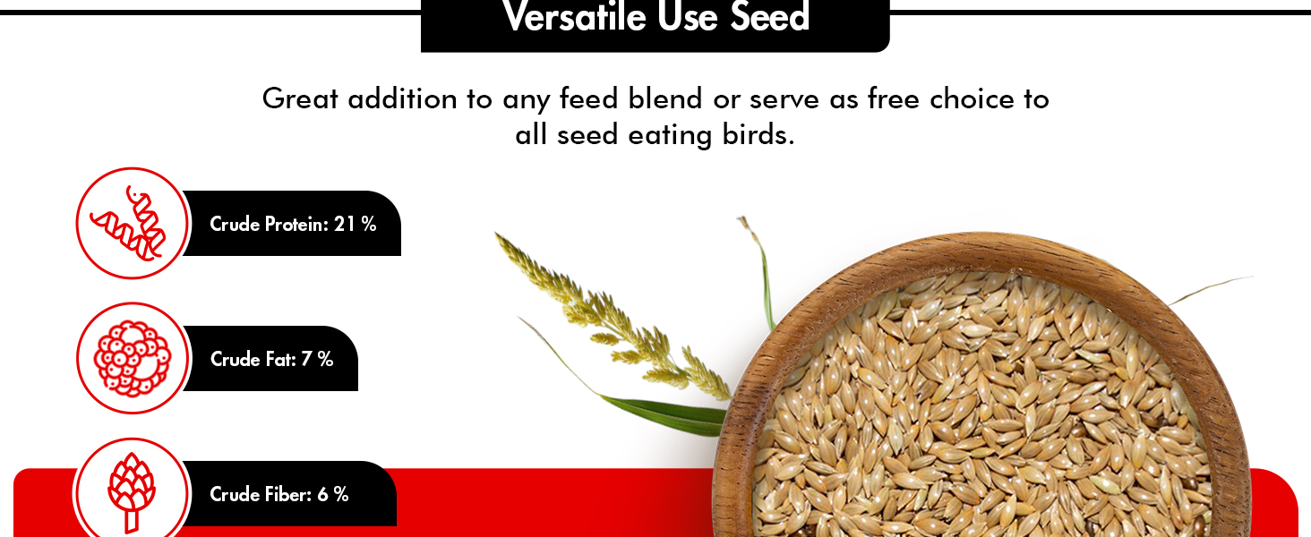 Canary seed for birds
