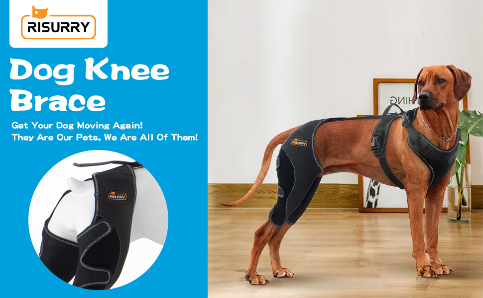 RISURRY/CHAMIN Dog Leg Braces for Back Leg, Dog Acl Knee