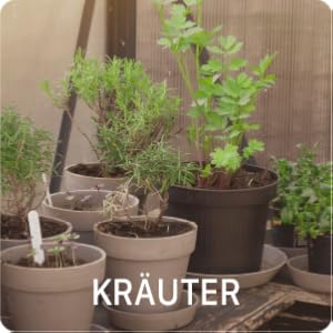 Kräuter in Töpfen