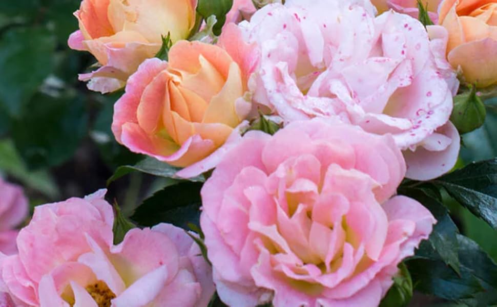 バラ苗　ドリフトローズ ピーチドリフト Amazon.co.jp: ドリフトローズ ピーチ 6号鉢【品種で選べる薔薇