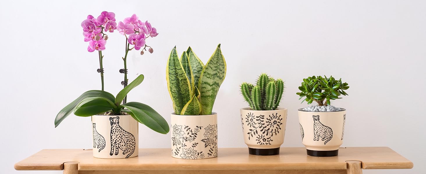 ceramic plant pot indoor