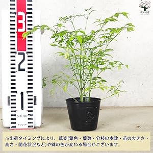 Amazon.co.jp: ステレオスペルマム レモンライム 3号ポット 1個