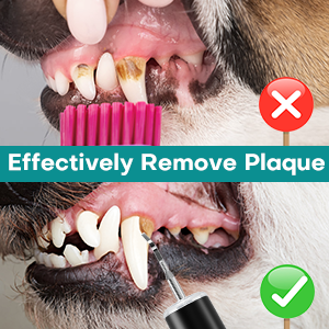 dog teeth cleaning