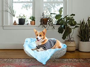 dog blanket