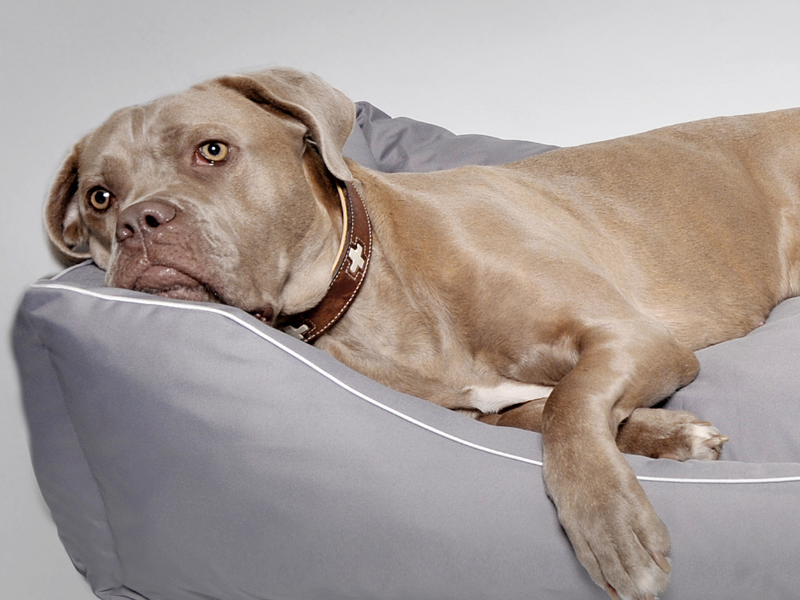 hundebett hundekorb hundesofa hundenest hundekissen