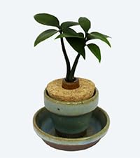 Amazon｜日本古来の植物 「槇 (まき) の木 花言葉：『慈愛』『色褪せぬ