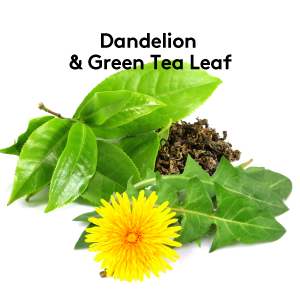 diuretics dandelion green tea
