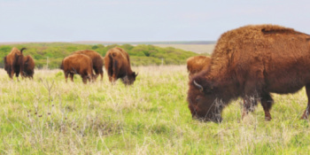 beginner hikes, moderate hikes, difficult hikes, hikes for families, dog friendly hikes