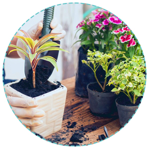 plants
