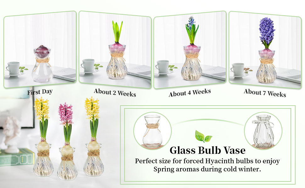 Glass Vases