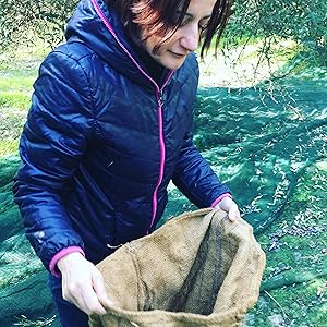 Maria gathering olives