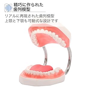 歯の模型/歯科衛生士 歯科衛生士教育 実習用ファントム [DR-H Ni:Mo]｜株式会社