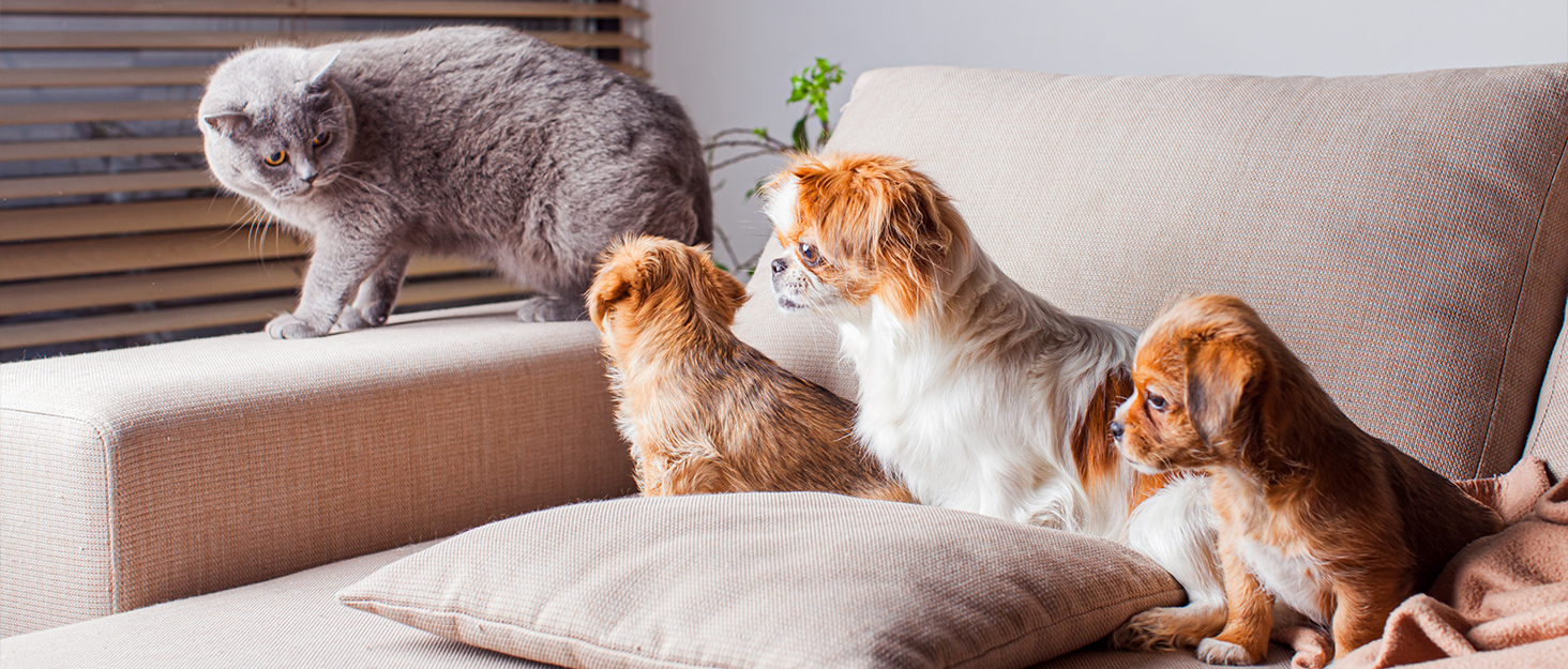 GIMPYN Dog Paw Trimmer