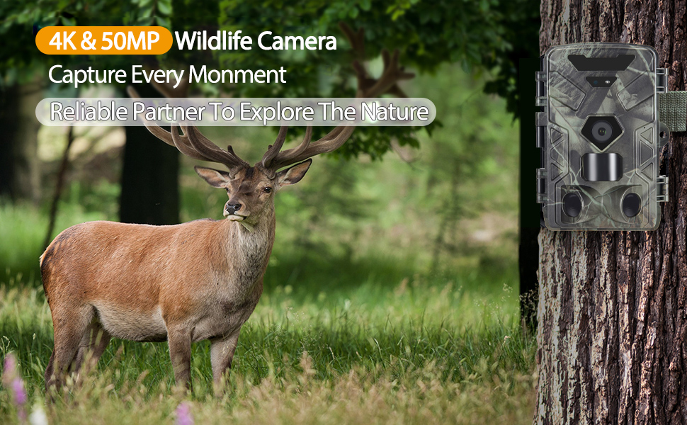wildlife camera